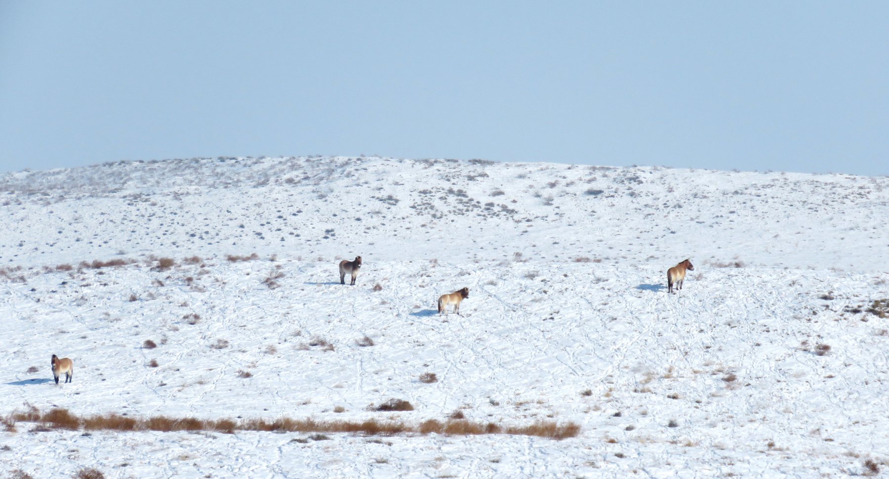 Free-ranging Przewalski's horses in winter landscape