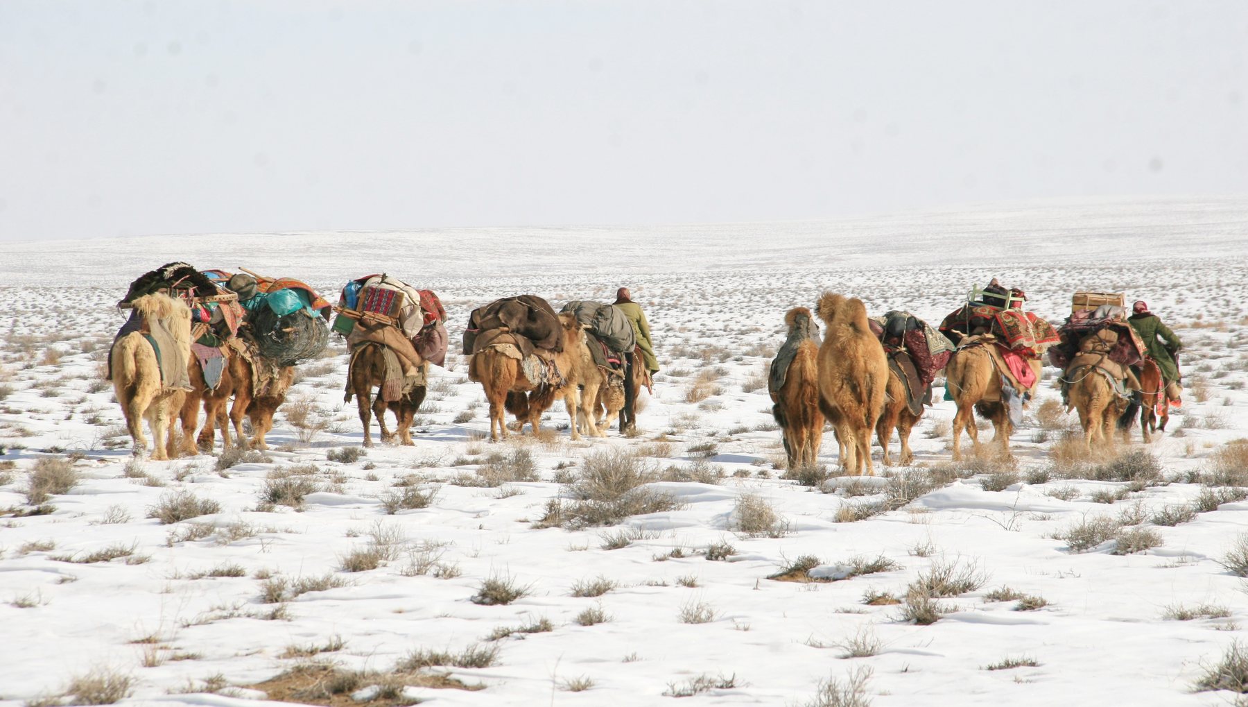 Local Kazakh movement through winter landscape in Kalamaili